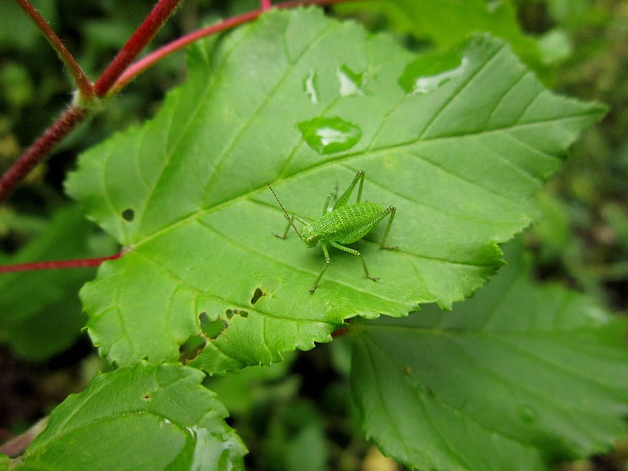 green, insect, bug, cricker, leafhopper, the bodice, plant, HD wallpaper