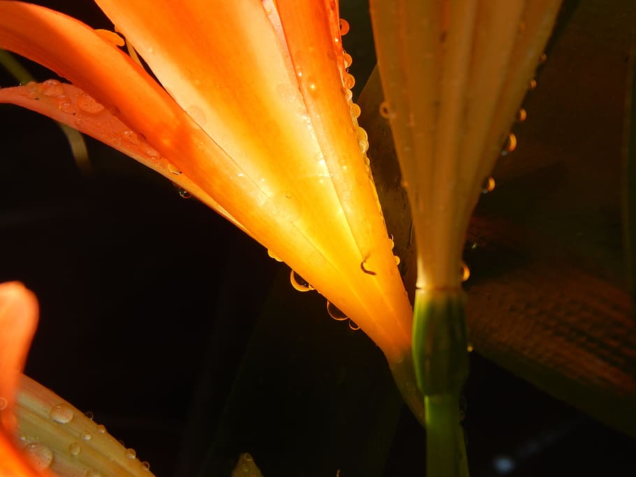 lily, orange, wet, drops, close-up, flower, growth, freshness HD wallpaper