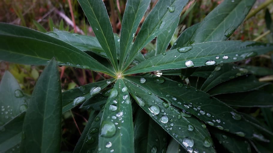 plant, macro, nature, leaf, green color, plant part, growth HD wallpaper