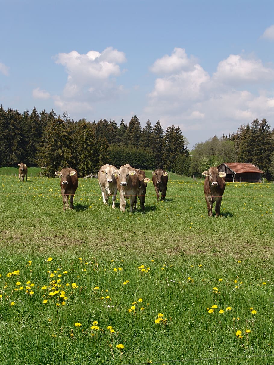 nature, cattle, meadow, plant, field, mammal, domestic animals HD wallpaper