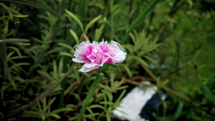 flower, pink, white edge, plant, flowering plant, beauty in nature HD wallpaper