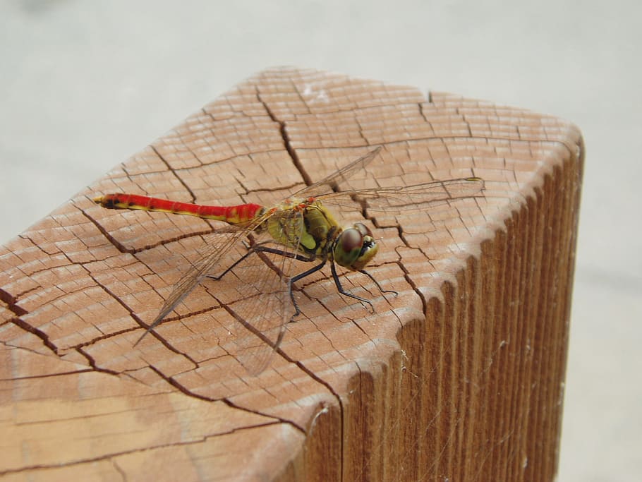 dragonfly, insects, wing, autumn, park, nature, compound eyes HD wallpaper
