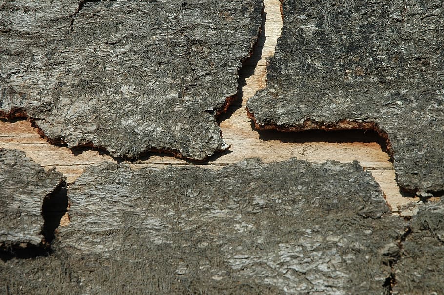 Wood, Grain, Structure, Tree Bark, close, texture, backgrounds HD wallpaper