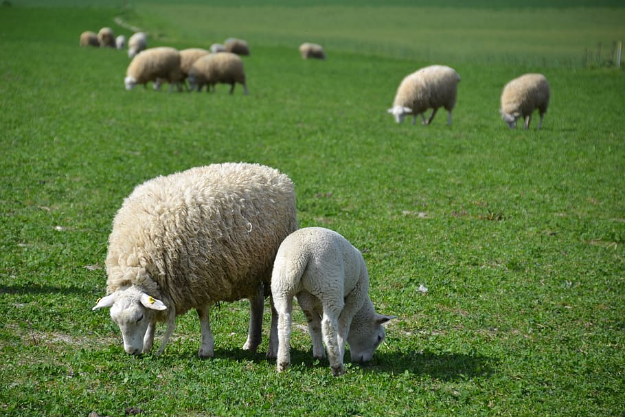 sheep, lamb, flock of sheep, pasture, grass, wool, cattle, farm, HD wallpaper