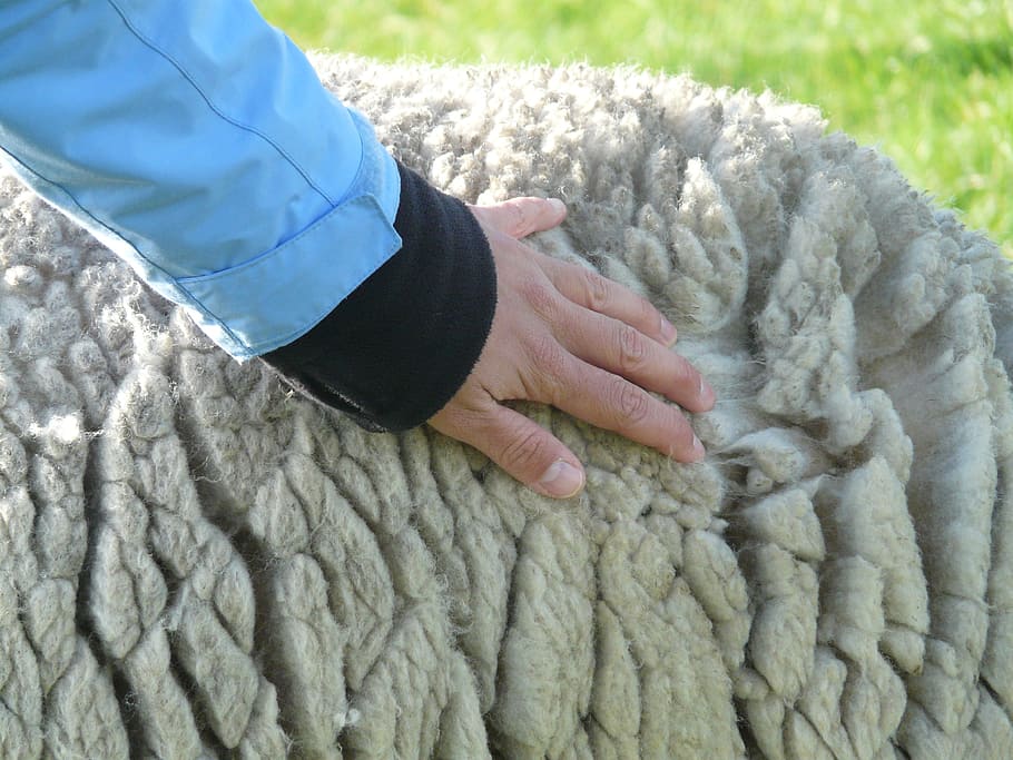 Sheep, Wool, Stroke, Fluffy, Soft, sheep's wool, rhön sheep HD wallpaper
