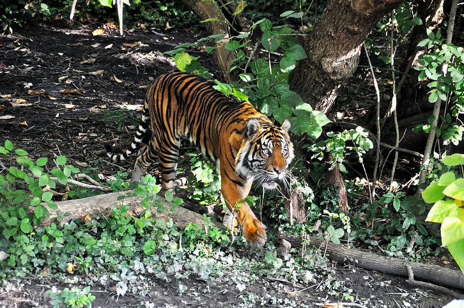 tiger, zoo, cat, predator, animals, dangerous, stripes, bengal Tiger HD wallpaper