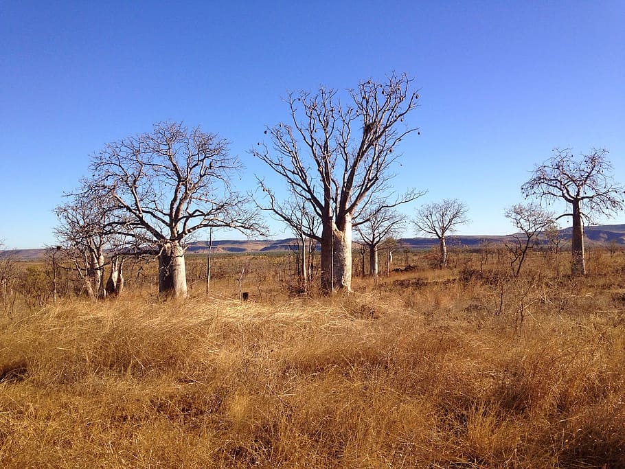 boab, trees, outback, background, landscape, wilderness, scenery HD wallpaper
