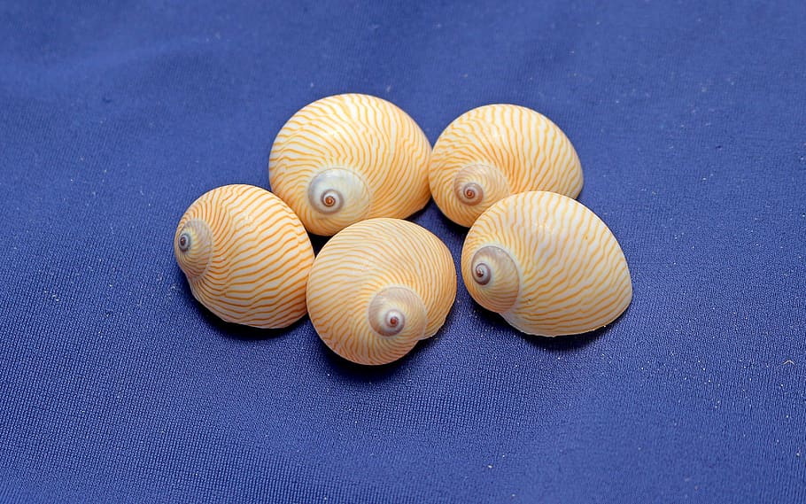 five brown seashells on blue surface, snails, gastropods, marine HD wallpaper
