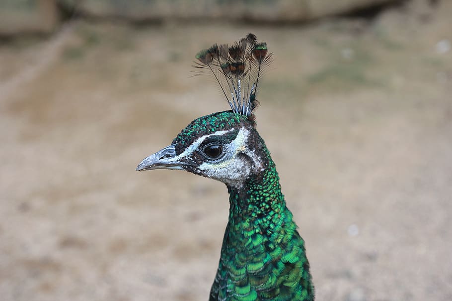 peacock, bird, peafowl, head, animal, feather, nature, wildlife HD wallpaper