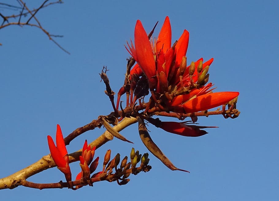 Flower, Erythrina, Indian, Coral, indian coral treee, lenten tree, HD wallpaper