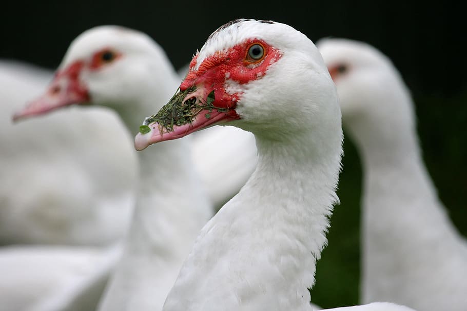 ducks, red beak, bio, pasture, face, head, group, animal themes HD wallpaper