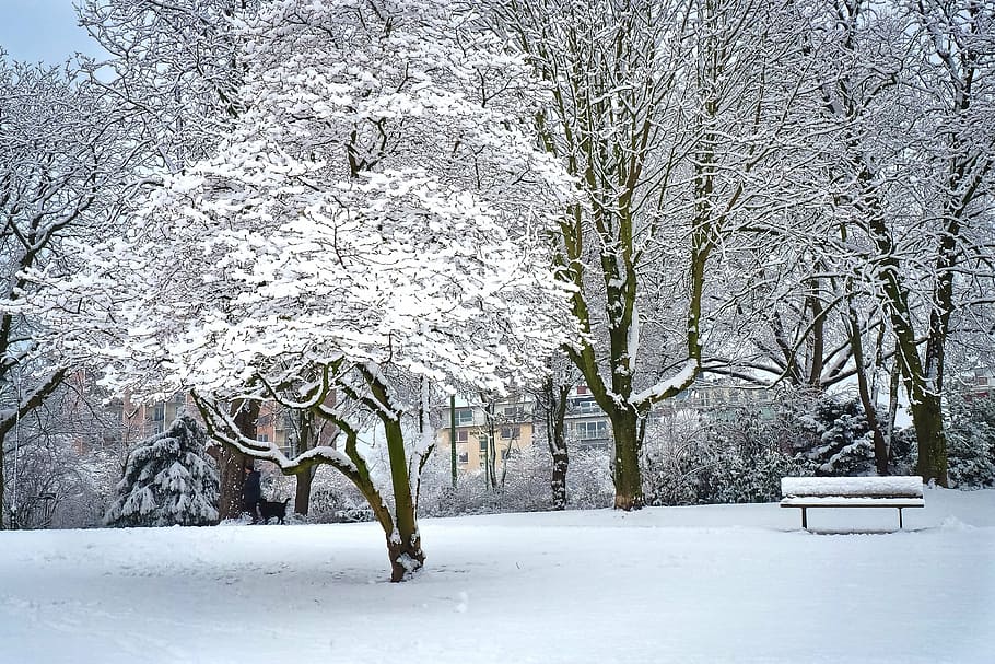 trees cover by snows, winter, wintry, white, cold, nature, landscape HD wallpaper