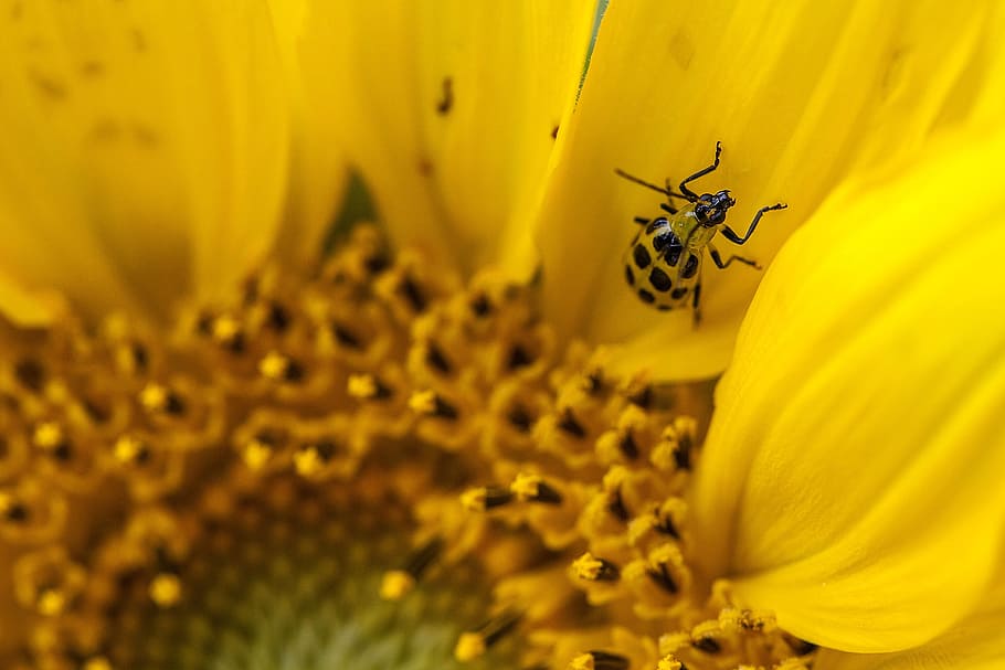 spotted cucumber beetle, bug, flower, insect, yellow, invertebrate HD wallpaper