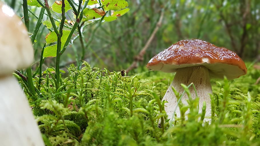 forest, mushroom, cep, edible, mushrooms, forest floor, forest mushroom, HD wallpaper