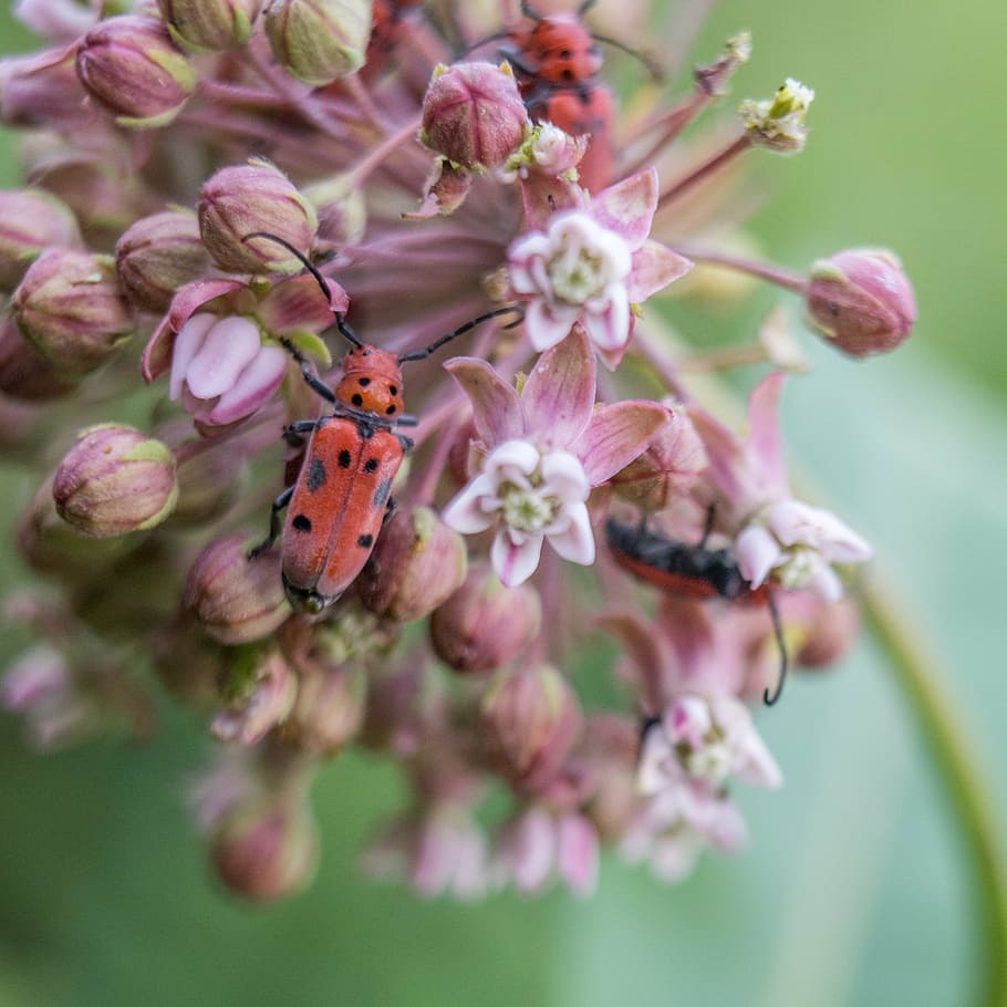 bugs, flowers, plants, flowering plant, fragility, invertebrate HD wallpaper