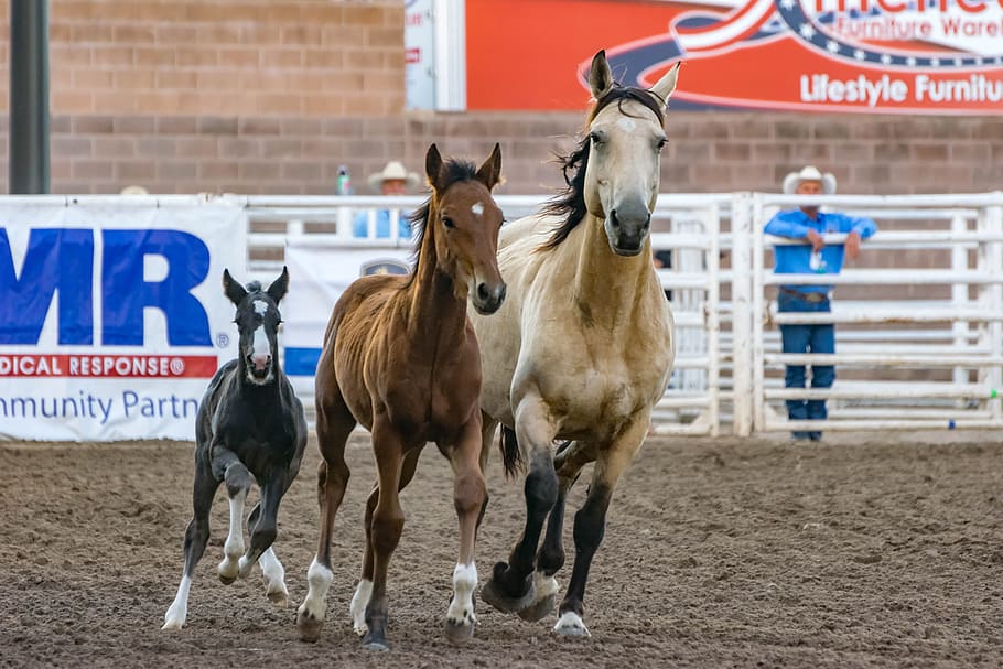 3 Horse Racing on Field, animal themes, mammal, livestock, domestic animals HD wallpaper