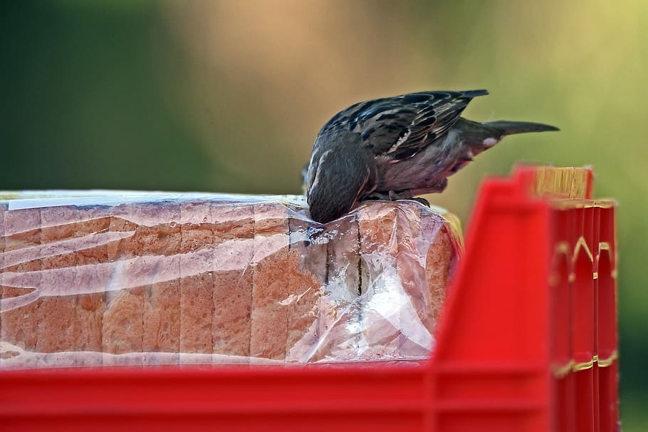 bird opening slice bread pack, bird eating bread, loaf, plastic HD wallpaper
