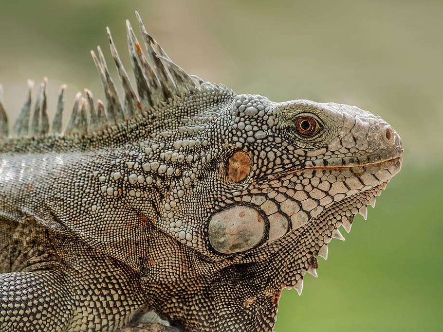 closeup photo of iguana, lizard, reptile, animal, nature, wildlife