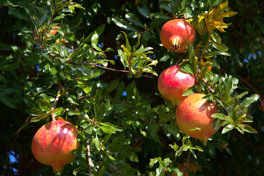 Pomegranate, Fruit, Tree, red, nature, food, leaf, freshness HD wallpaper