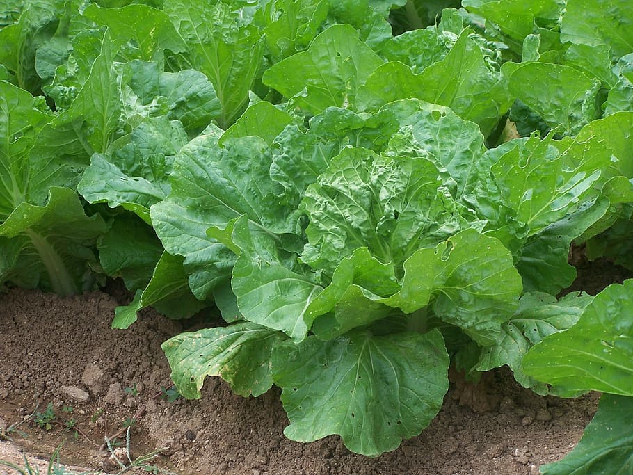 salad, cabbage, vegetables, farm, garden, organic, soil, growing HD wallpaper