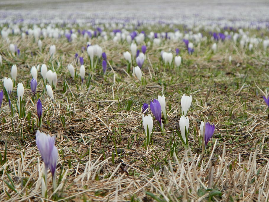 meadow, flowers, crocus, spring, blue, purple, violet, bloom HD wallpaper