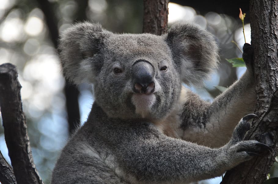 close up photography of koala bear on tree, australia, purry HD wallpaper