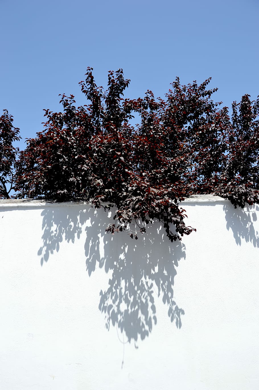 red and brown leafed plant on white wall, brown leaf tree over white painted wall HD wallpaper