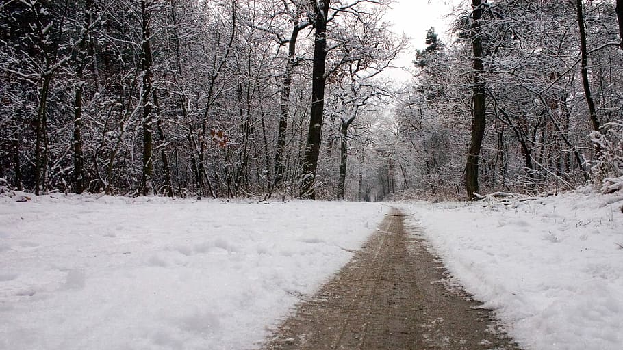 Winter, Snow, Away, Wintry, Forest, cold temperature, nature HD wallpaper