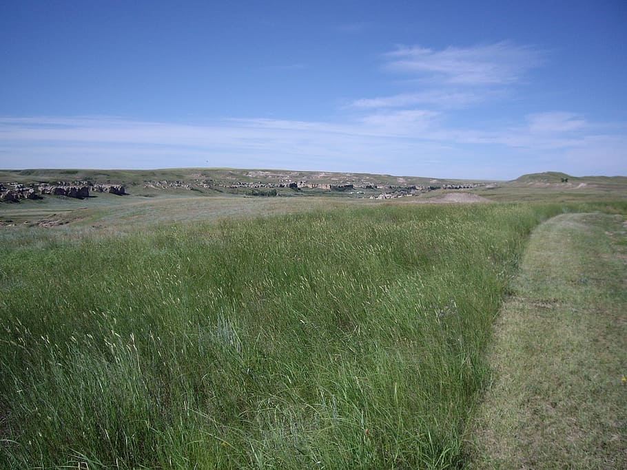Meadow, Grass, Pasture, Green, Field, outdoor, natural, environment HD wallpaper