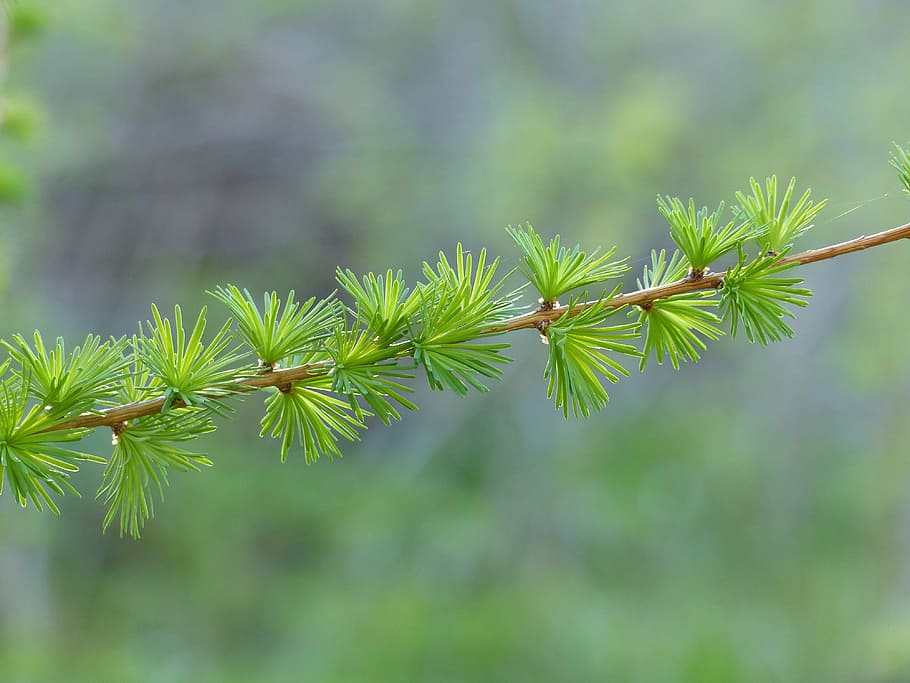 twig, larch, green, spring, nature, plant, growth, green color HD wallpaper