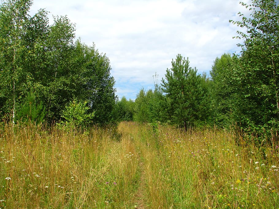 summer, forest, blue sky, sun, nature, grass, fringe, tree HD wallpaper
