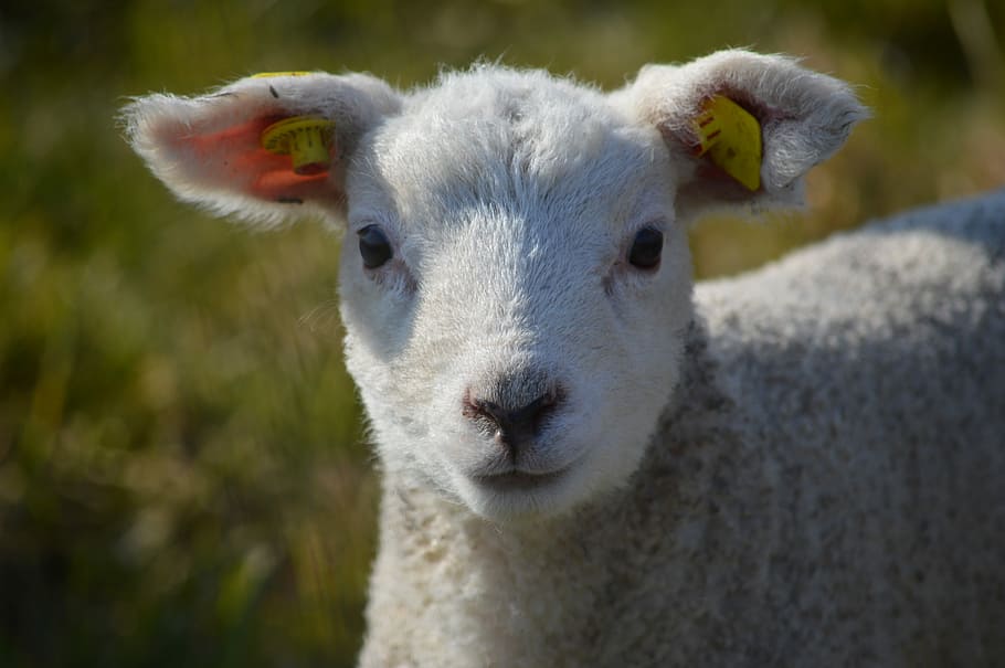 white sheep, lamb, animal themes, mammal, domestic animals HD wallpaper
