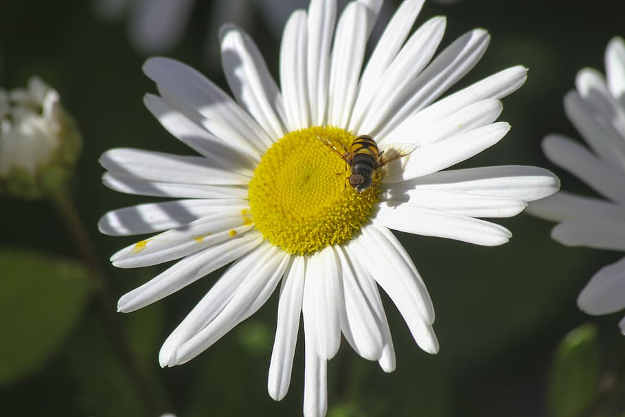 flower, bee, insect, nature, honey, plant, yellow, pollen, blossom HD wallpaper