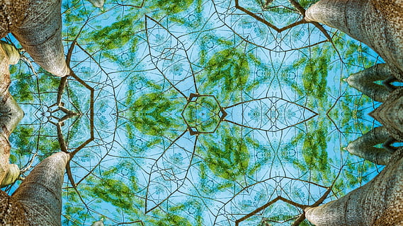 forest, kaleidoscope, pattern, ornament, border, decorative ornament HD wallpaper