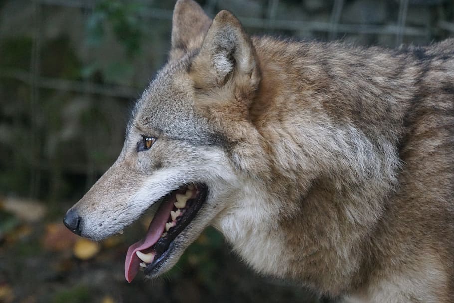 selective focus photography of brown wolf, mongolian wolf, predation predators predators HD wallpaper
