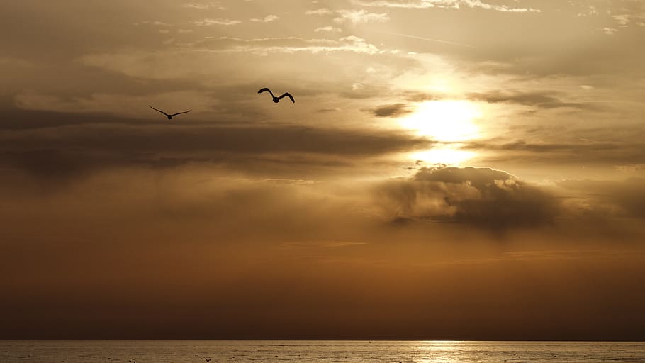 two flying birds above sea during sunset, dawn, nature, sky HD wallpaper