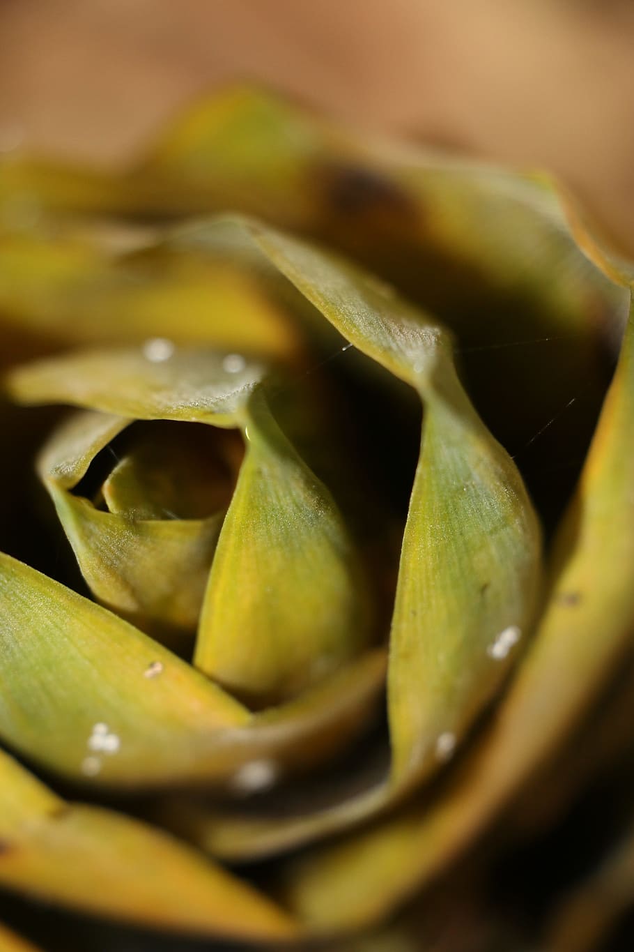 Bamboo Shoots, Soil, Dew, food and drink, healthy eating, selective focus HD wallpaper