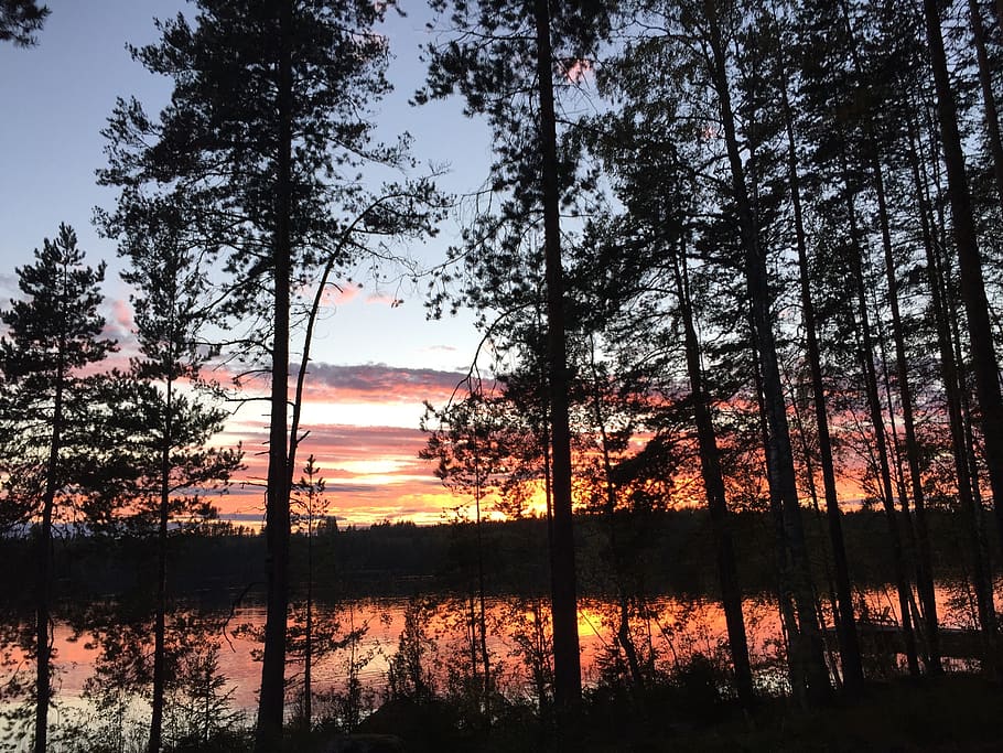 sunset, evening sun, setting sun, evening sky, trees, evening red HD wallpaper