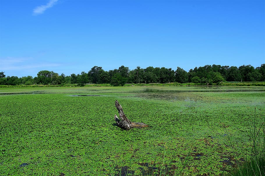 pond, marsh, green, water, nature, swamp, plant, lake, spring HD wallpaper
