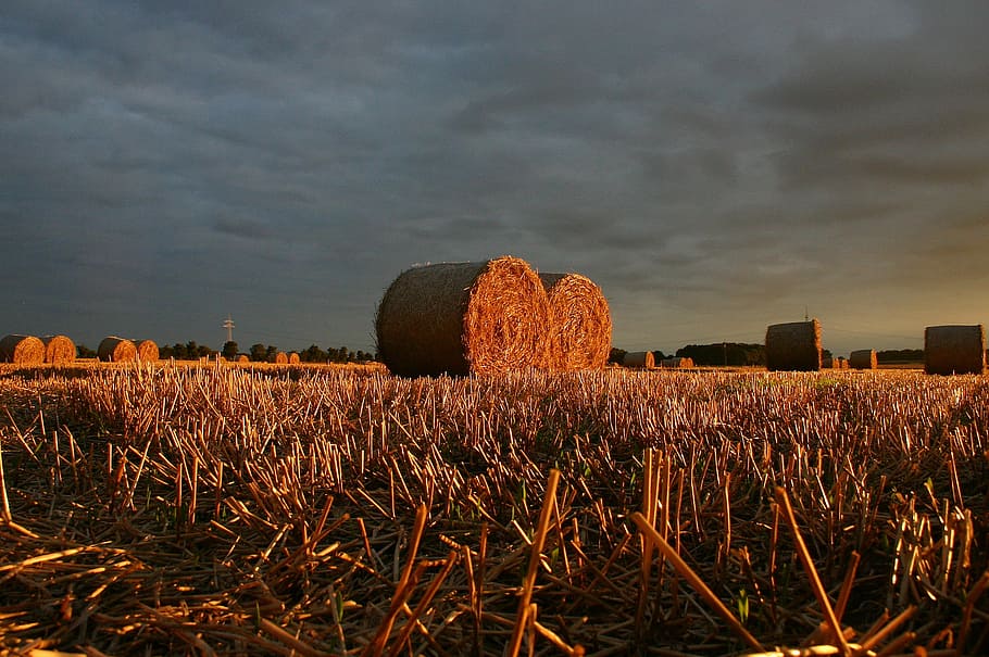summer, straw, field, sunset, landscape, autumn, farm, agriculture HD wallpaper