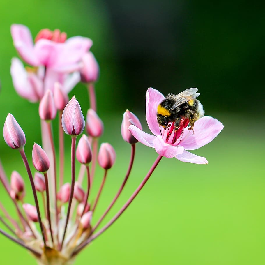 hummel, blossom, bloom, insect, nature, close, flower, pink HD wallpaper