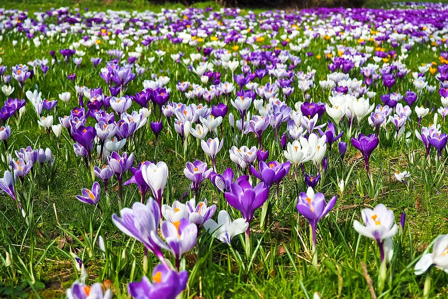 garden of white and purple petaled flowers, crocus, spring HD wallpaper