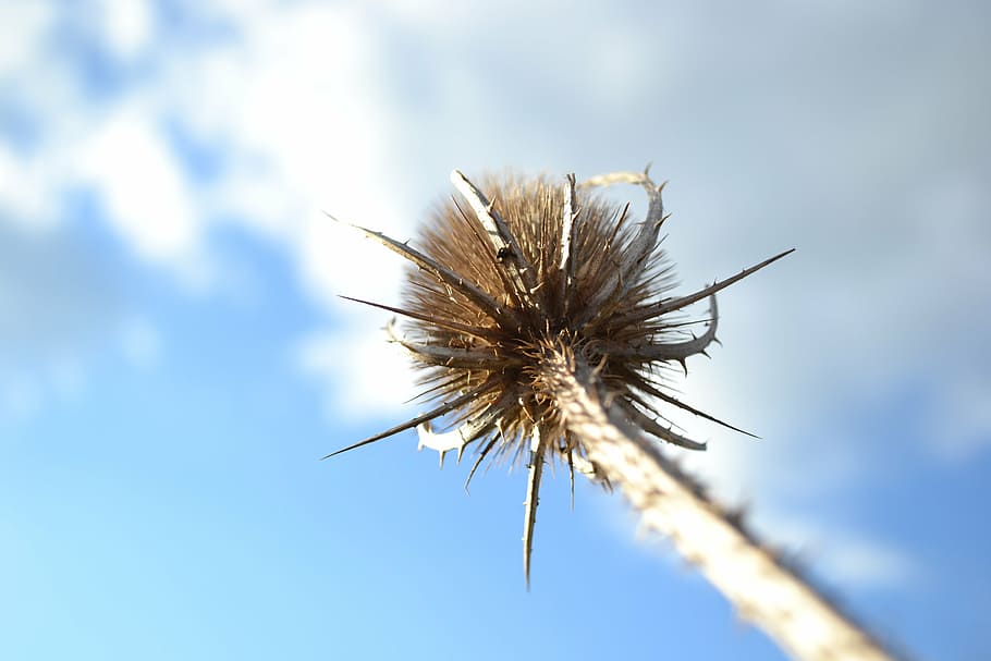 nature, stem, autumn, sky, summer, plant, dandelion, flower HD wallpaper