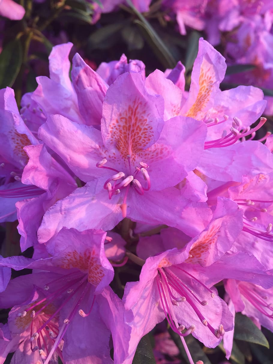 Rhododendron, Purple, Flower, Nature, outdoors, bloom, purple flower, HD wallpaper