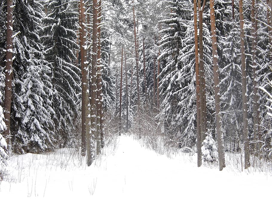 Forest, Winter, Snow, Tree, cold temperature, tranquil scene HD wallpaper
