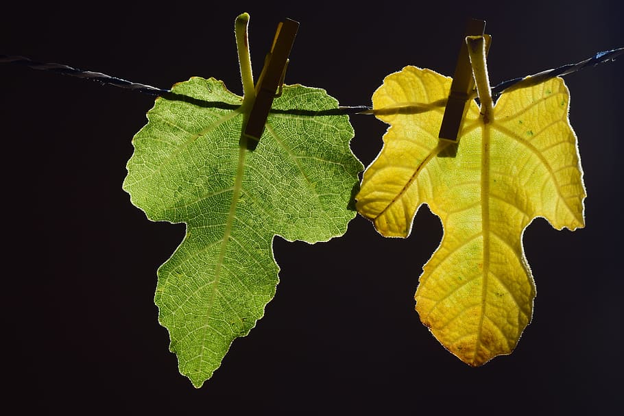 leaves, fig leaves, green, yellow, leash, clothes line, clothespins.