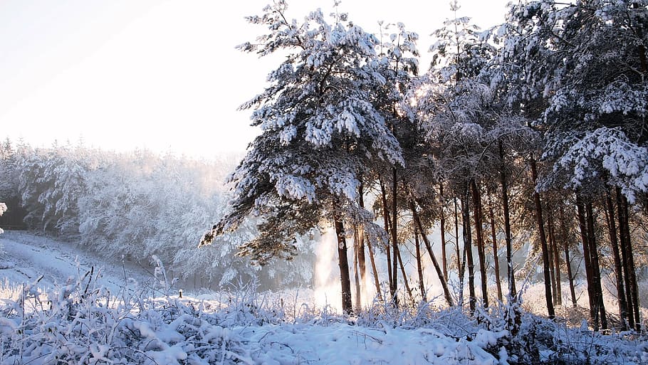 trees filled with snows, forest, den, winter, snowy, ice, sunrise HD wallpaper