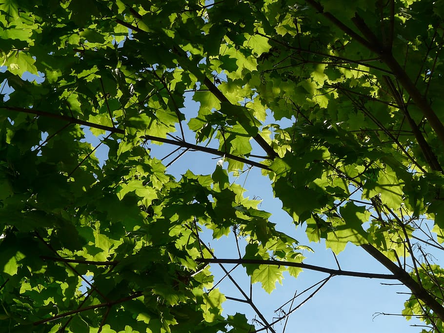 maple, maple leaves, leaf, crown, tree, green, norway maple HD wallpaper