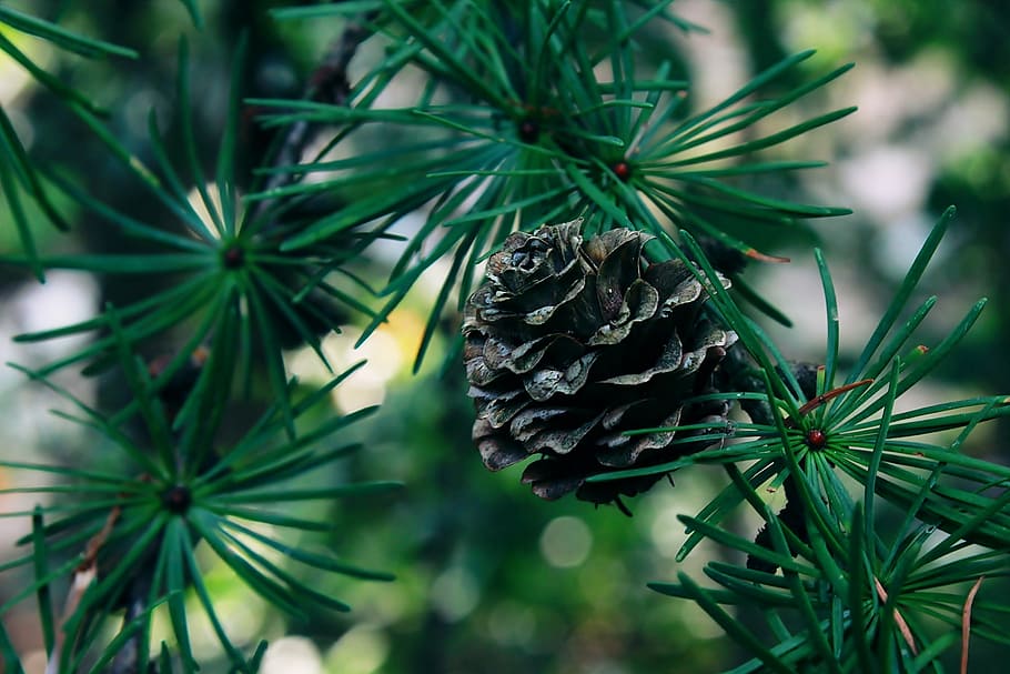 close-up photography of brown pinecone, tree, tap, forest, conifer HD wallpaper