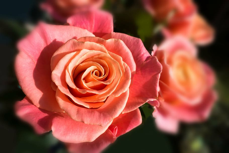 red rose flower in closeup photo, miss piggy, bouquet, composites, HD wallpaper